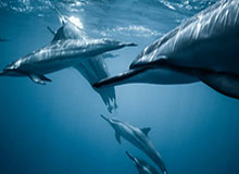 LOL赛事注册-皇马女足前锋阿西妮娅:单身生活与深夜的泪水|阿西妮娅-德尔卡斯蒂略|德尔卡斯蒂略|皇家马德里|名人|心扉_新浪体育_新浪新闻